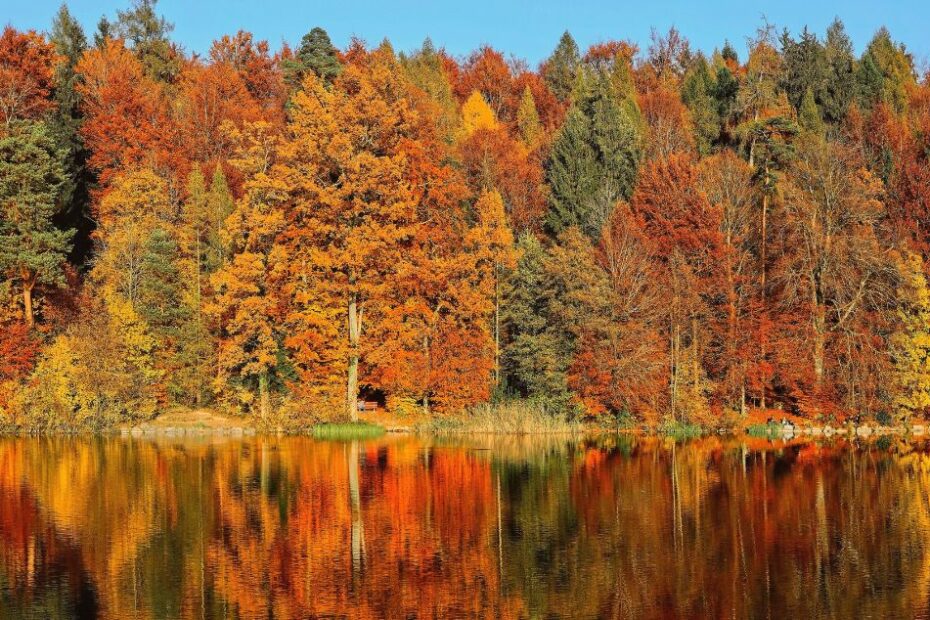 Vue au bord du lac sur les sapin colorés de l'automne