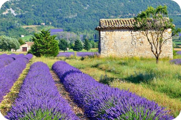 Champs de lavande en Provence
