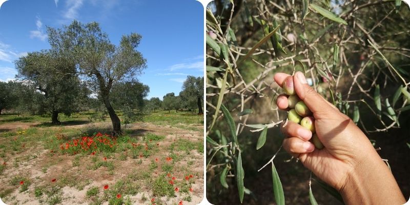 Oliviers et récolte d’olives dans les Pouilles