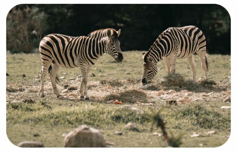 parc zoologique lumaret Montpellier