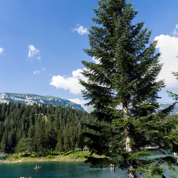 Un sapin au bord d’un lac de montagne, sous un ciel bleu