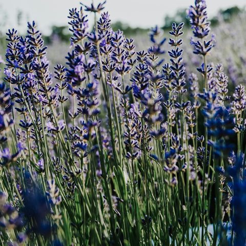 Gros plan sur des épis de lavande en fleur dans un champ de Provence