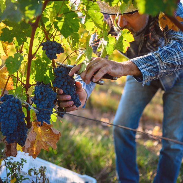 rencontre avec les vignerons