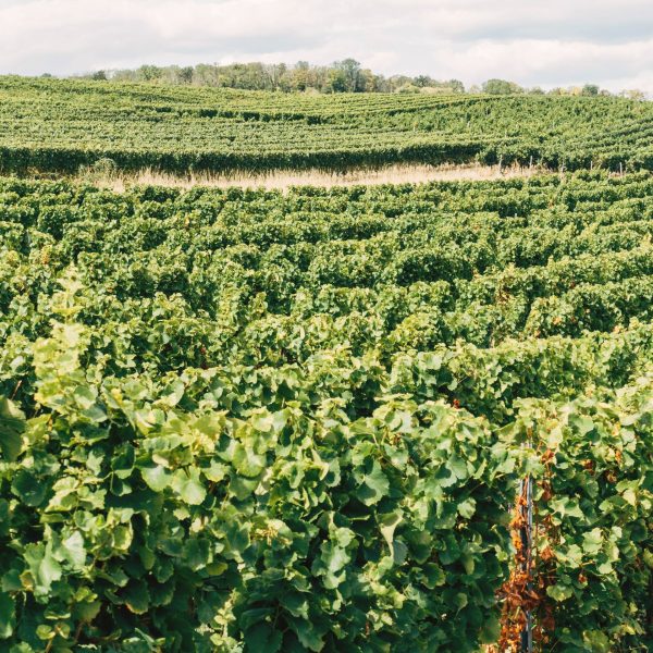 Vin de bourgogne vignoble français