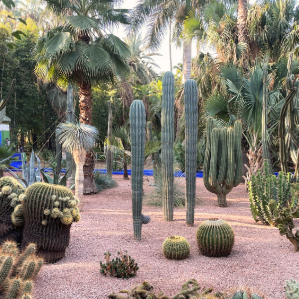 Les Jardins Majorelle - Marrakech