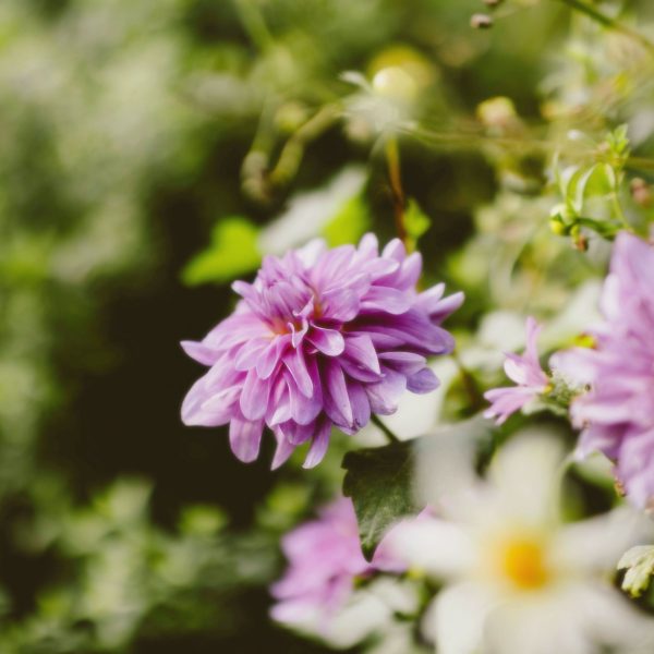Jardin Giverny de Claude Mone en Nomandie Fleurs