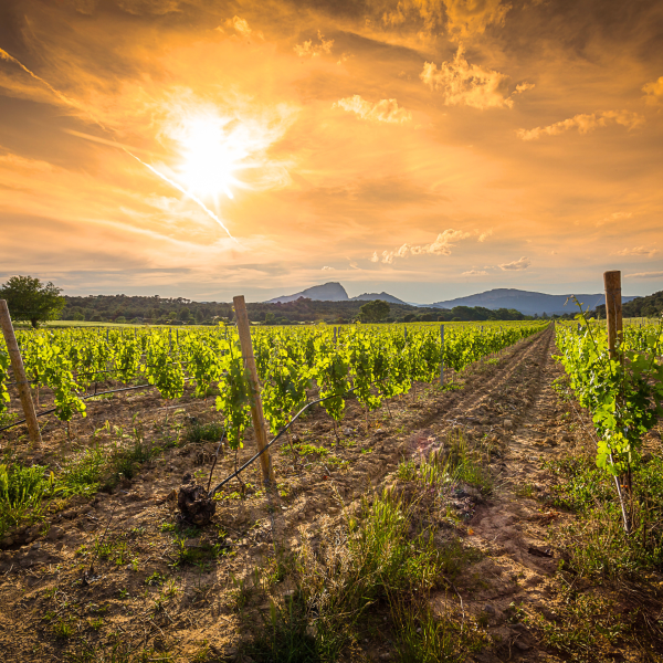 Vignes-près-du-Domaine-du-golf