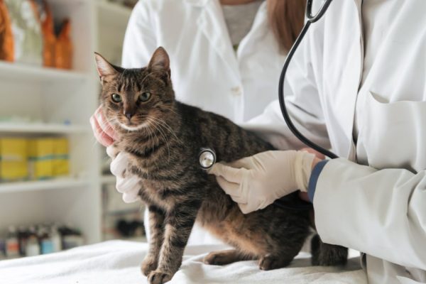 Voyager avec des animaux de compagnie