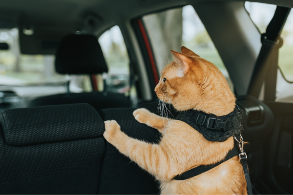 Voyager avec des animaux de compagnie