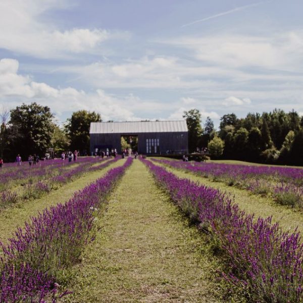 champs de lavande