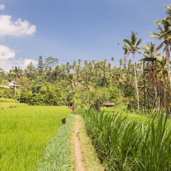 telaga-waja-bali-champs-de-riz