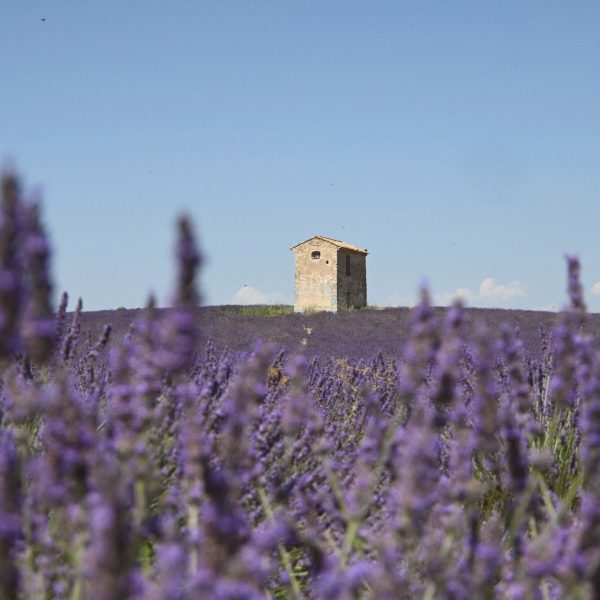 Provence vacances lavande