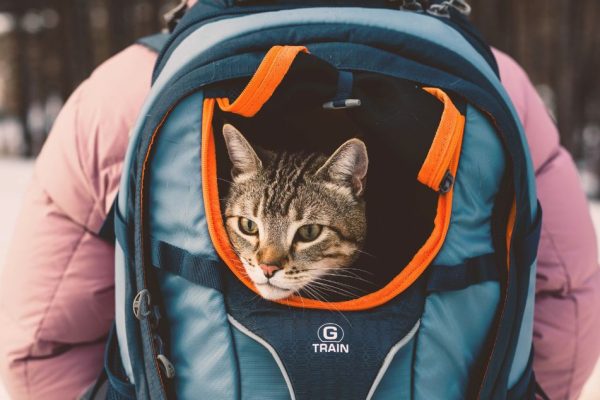Chat dans sac à dos en vacances à la neige