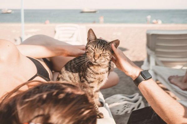 chat-rayé-vacances-transat