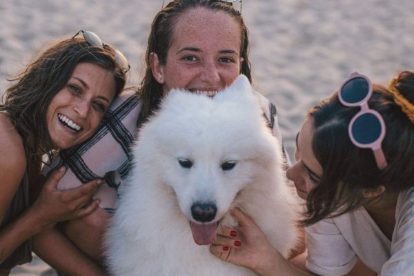 Chien Samoyède en vacances sur la plage avec sa maitresse et ses amies