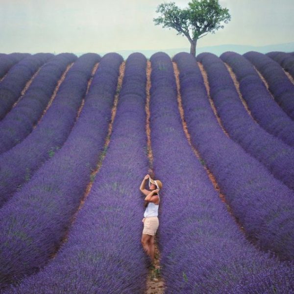 Champs de lavande en Provence