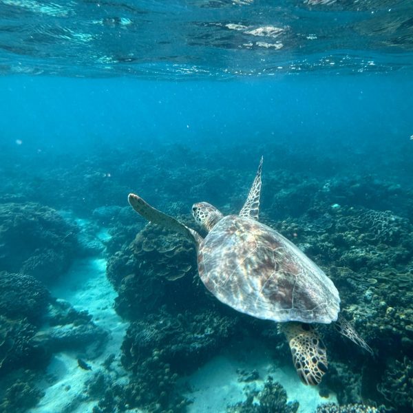 Nager avec les tortues dans les iles au large de Bali en Indonésie