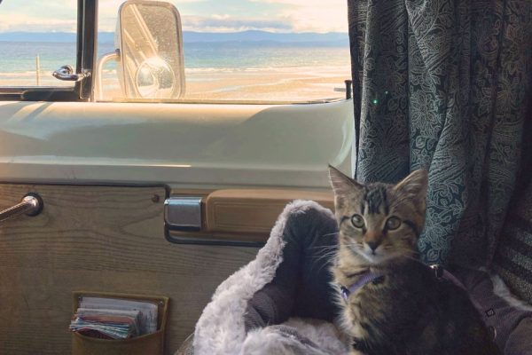 Chaton en voiture direction les vacances à la mer