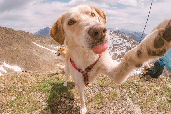 Vacances à la montagne avec ses chiens